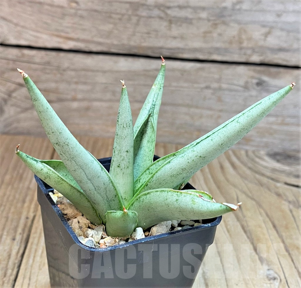 SHPR40293 Sansevieria 'Silver Crown' - Image 3