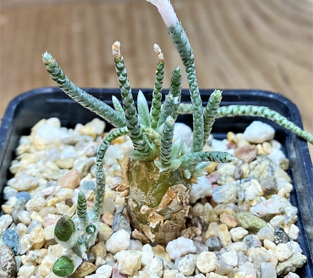 SHPR40395 Avonia quinaria