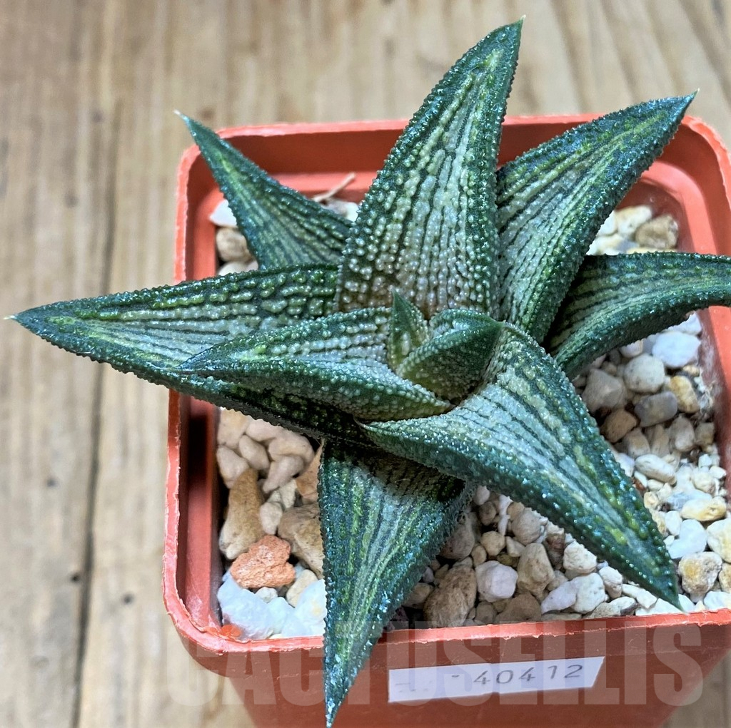 SHPR40412 Haworthia 'Kintaikyo'