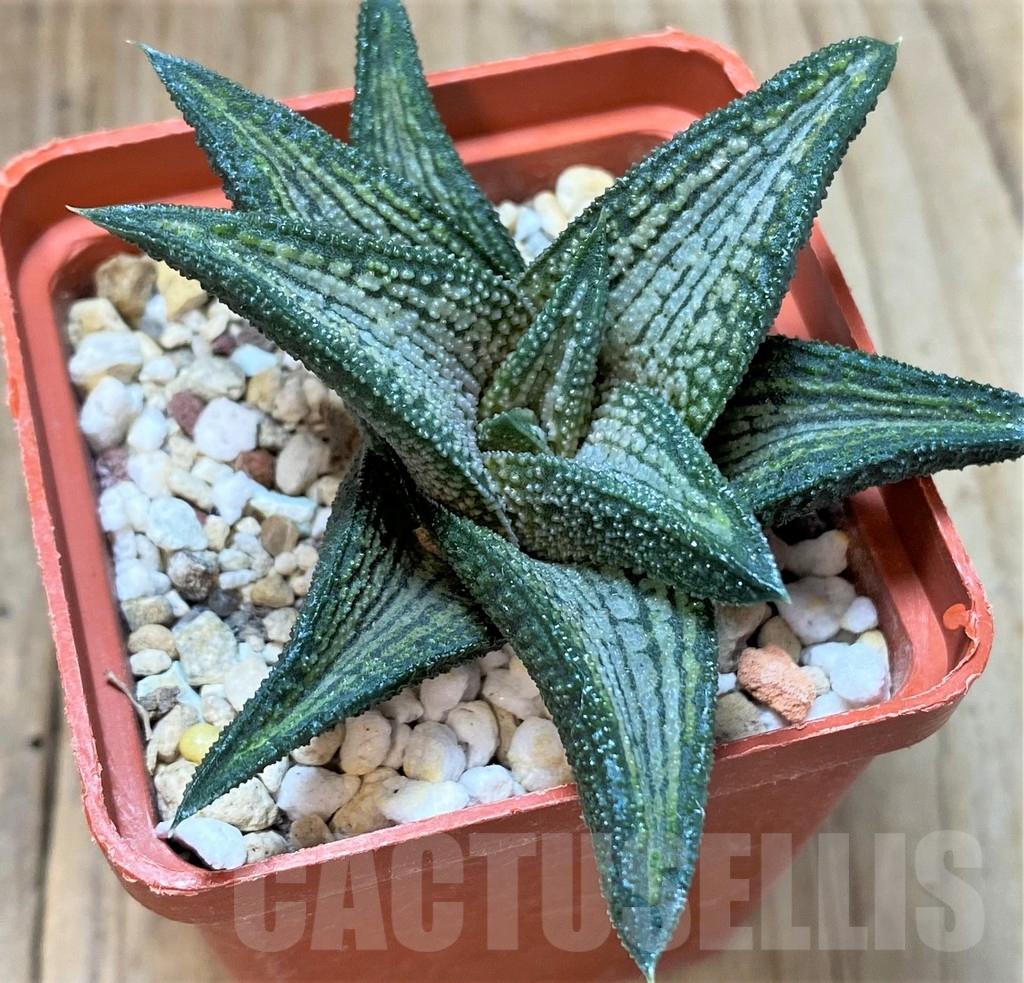 SHPR40412 Haworthia 'Kintaikyo' - Image 2
