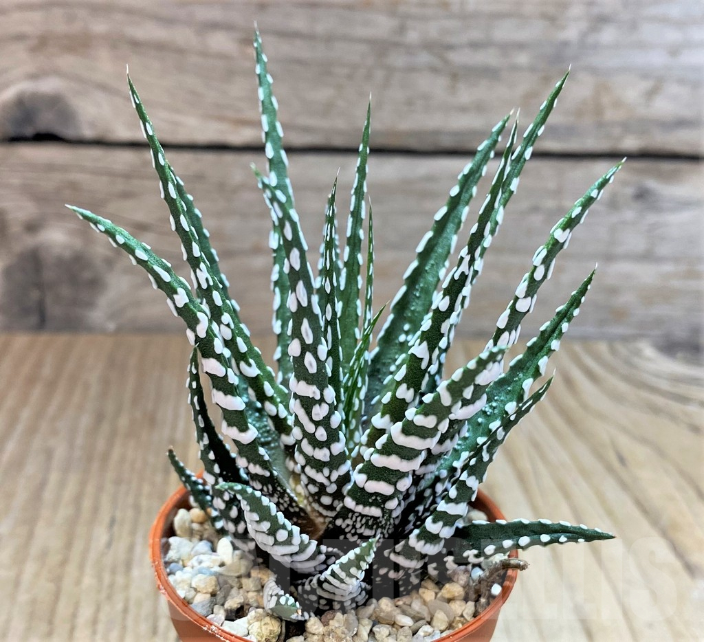 SHPR40413 Haworthia fasciala 'Big Band'