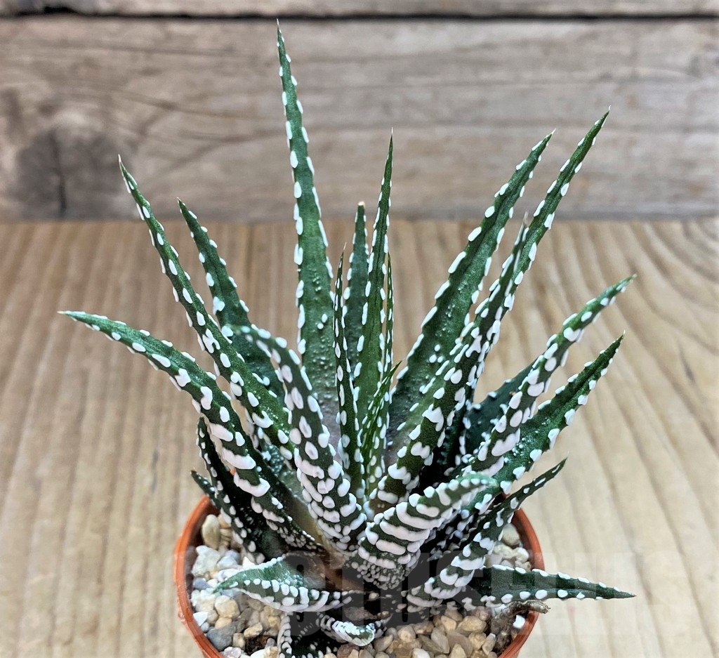 SHPR40413 Haworthia fasciala 'Big Band' - Image 2