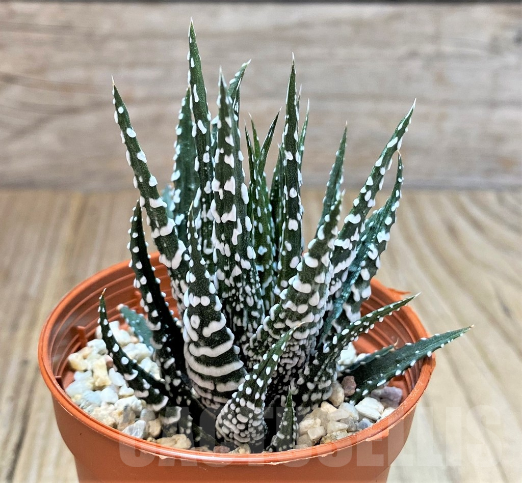 SHPR40414 Haworthia fasciala 'Big Band' f. monstrosa - Image 2