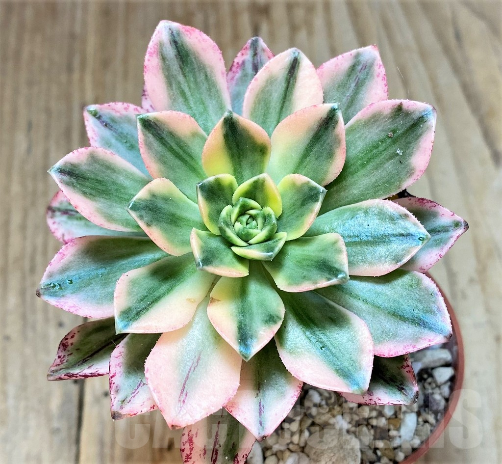 SHPR40416 Aeonium ‘Sweet Tea’ f. variegata
