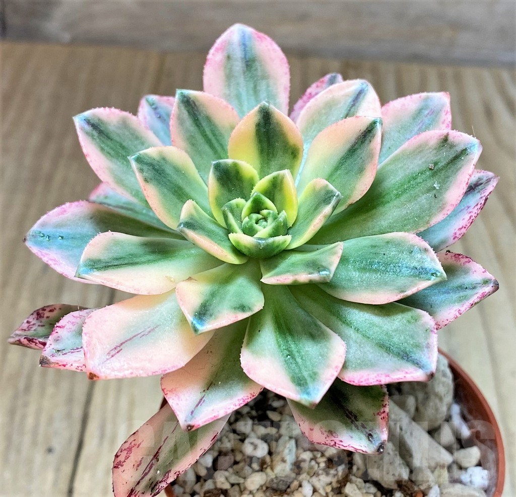 SHPR40416 Aeonium ‘Sweet Tea’ f. variegata - Image 2