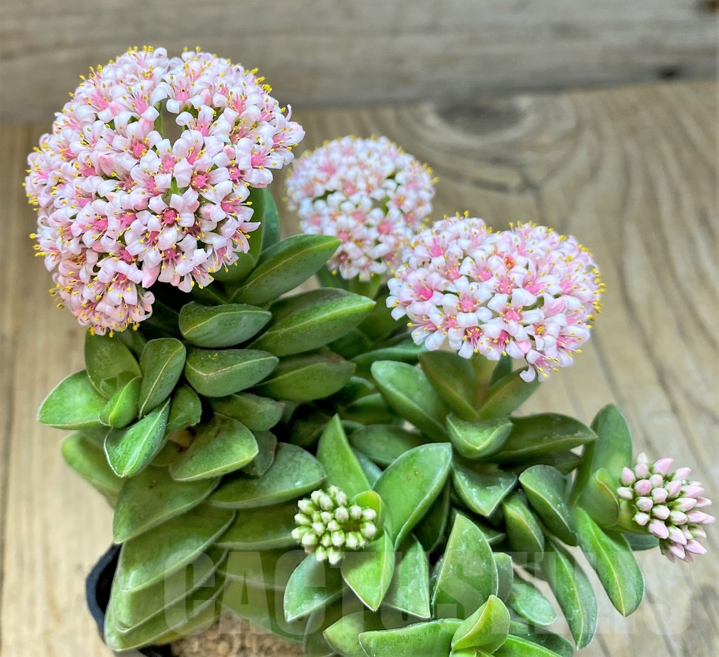 SHPR40417 Crassula ‘Springtime’