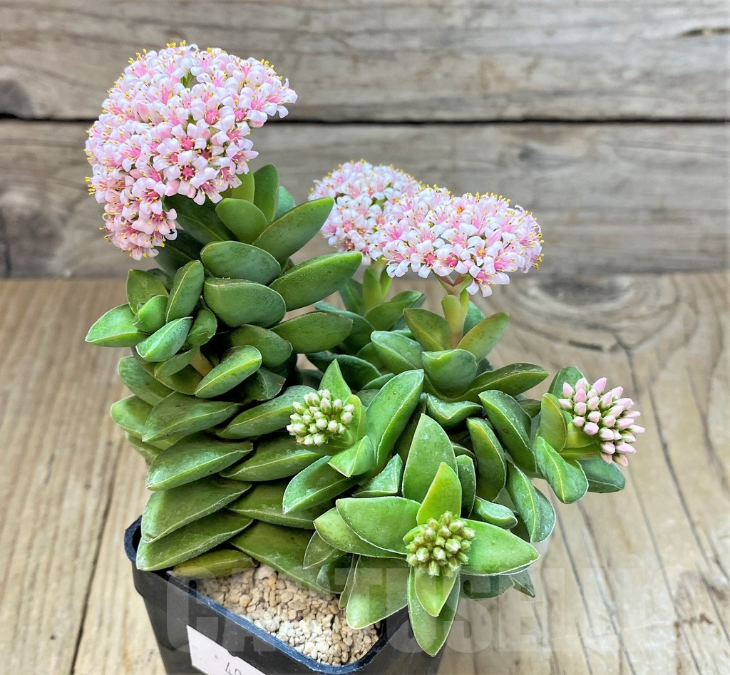 SHPR40417 Crassula ‘Springtime’ - Image 2