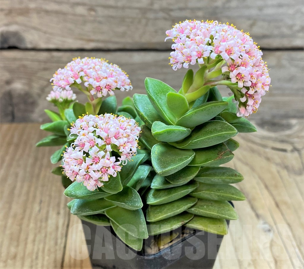 SHPR40417 Crassula ‘Springtime’ - Image 3