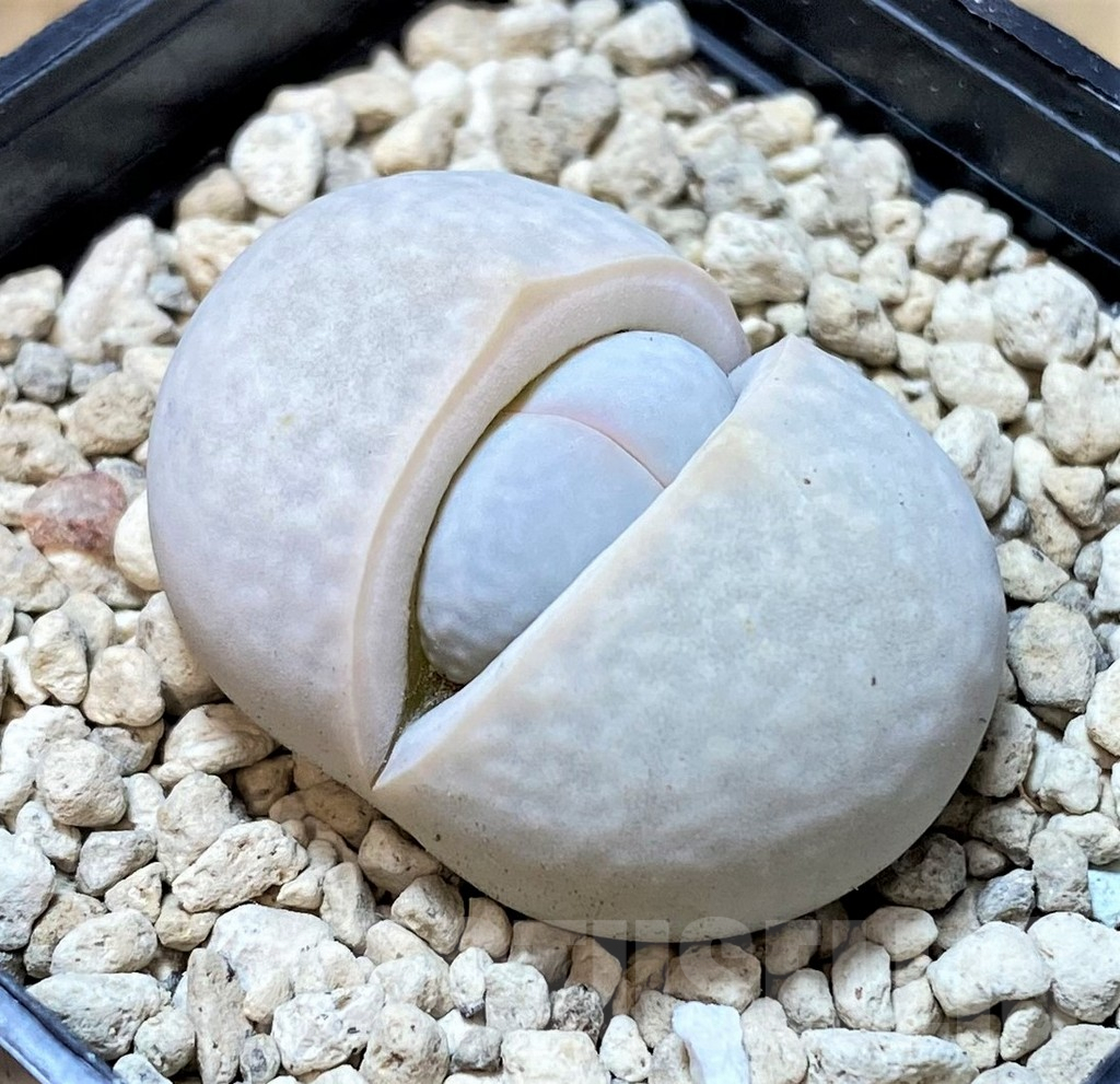 SHPR40366 Dinteranthus pole-evansii