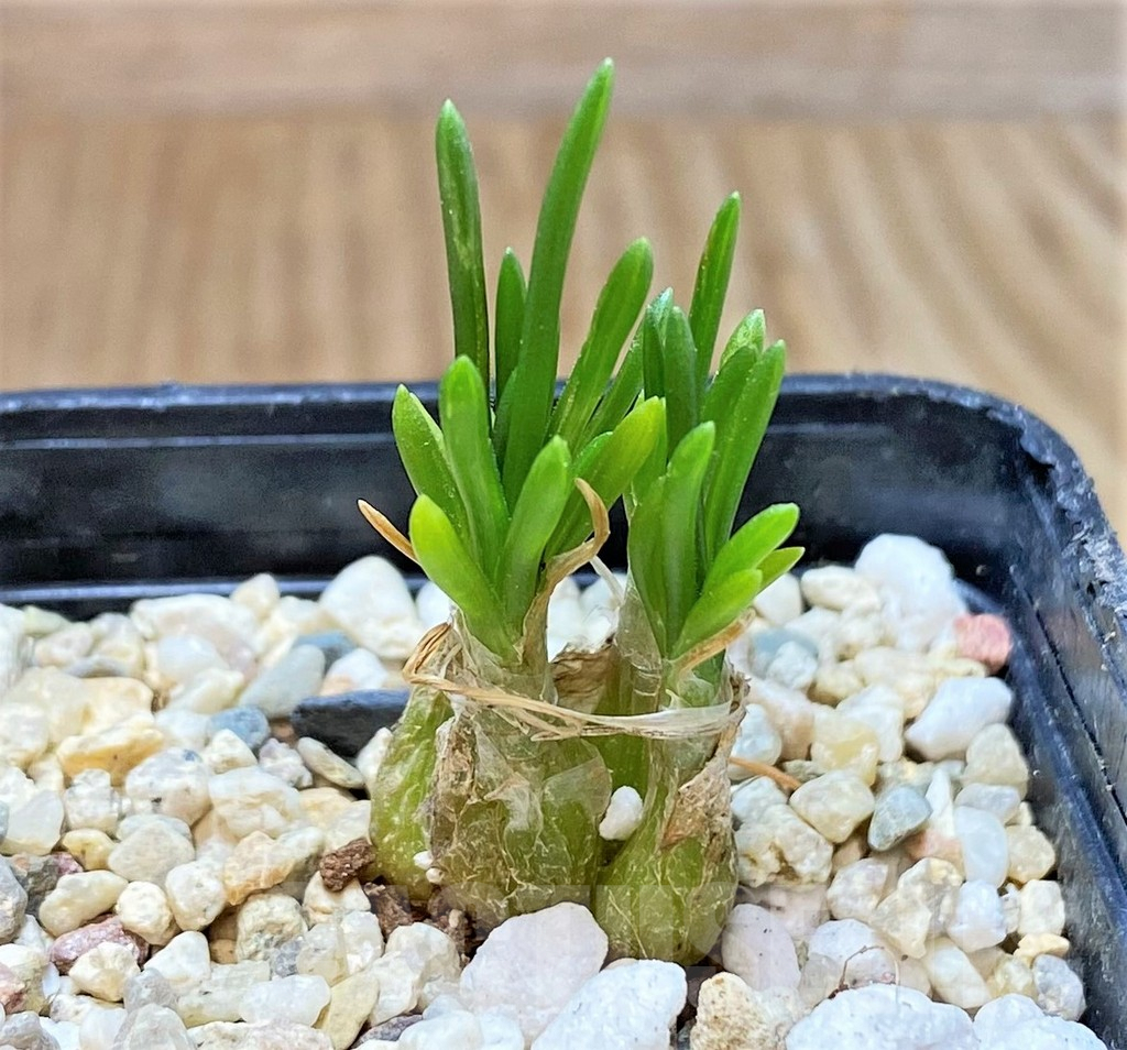 SHPR40367 Ornithogalum lithopsioides