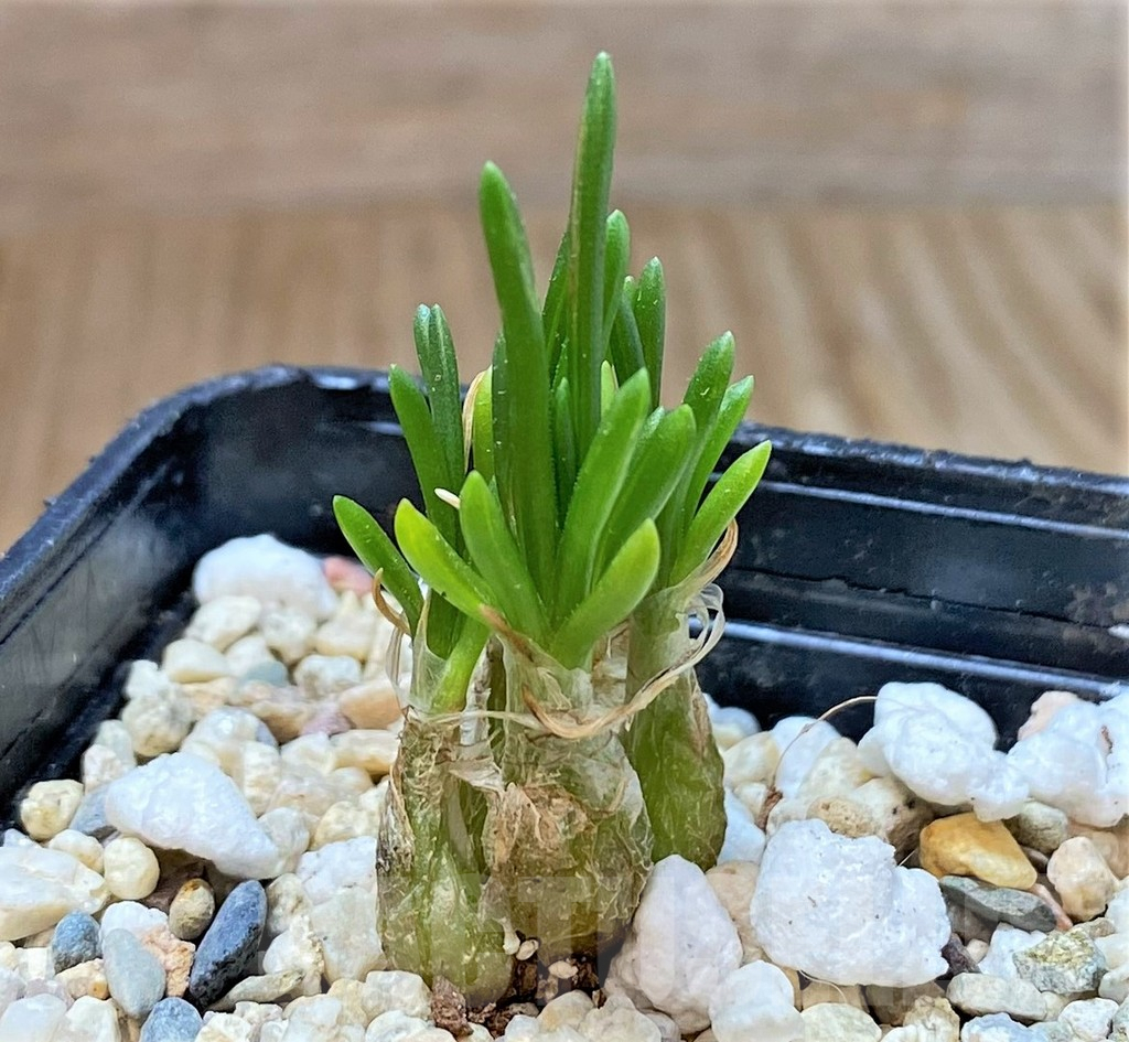 SHPR40367 Ornithogalum lithopsioides - Image 2