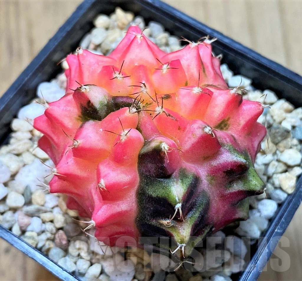 SH385 Gymnocalycium mihanovichii ‘Transformer’ f. variegata hybrid, seedling