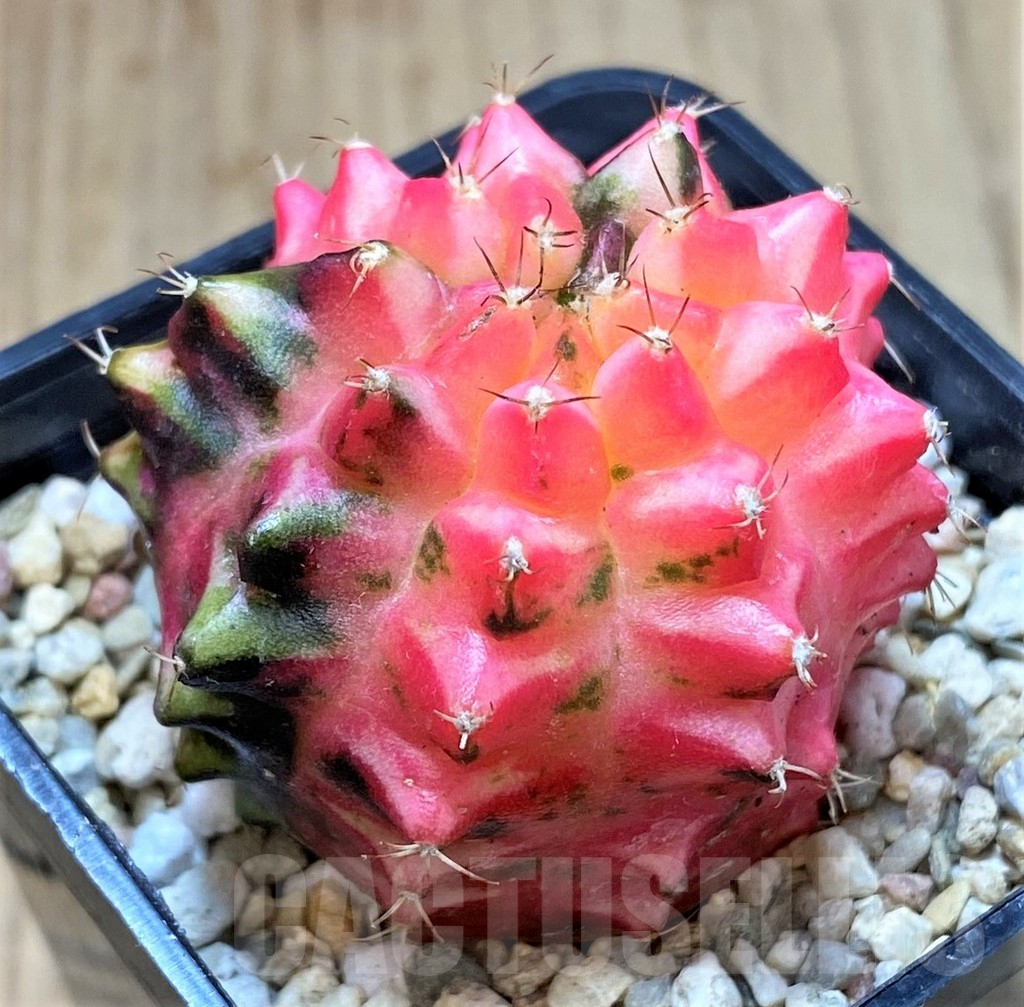 SH385 Gymnocalycium mihanovichii ‘Transformer’ f. variegata hybrid, seedling - Image 2