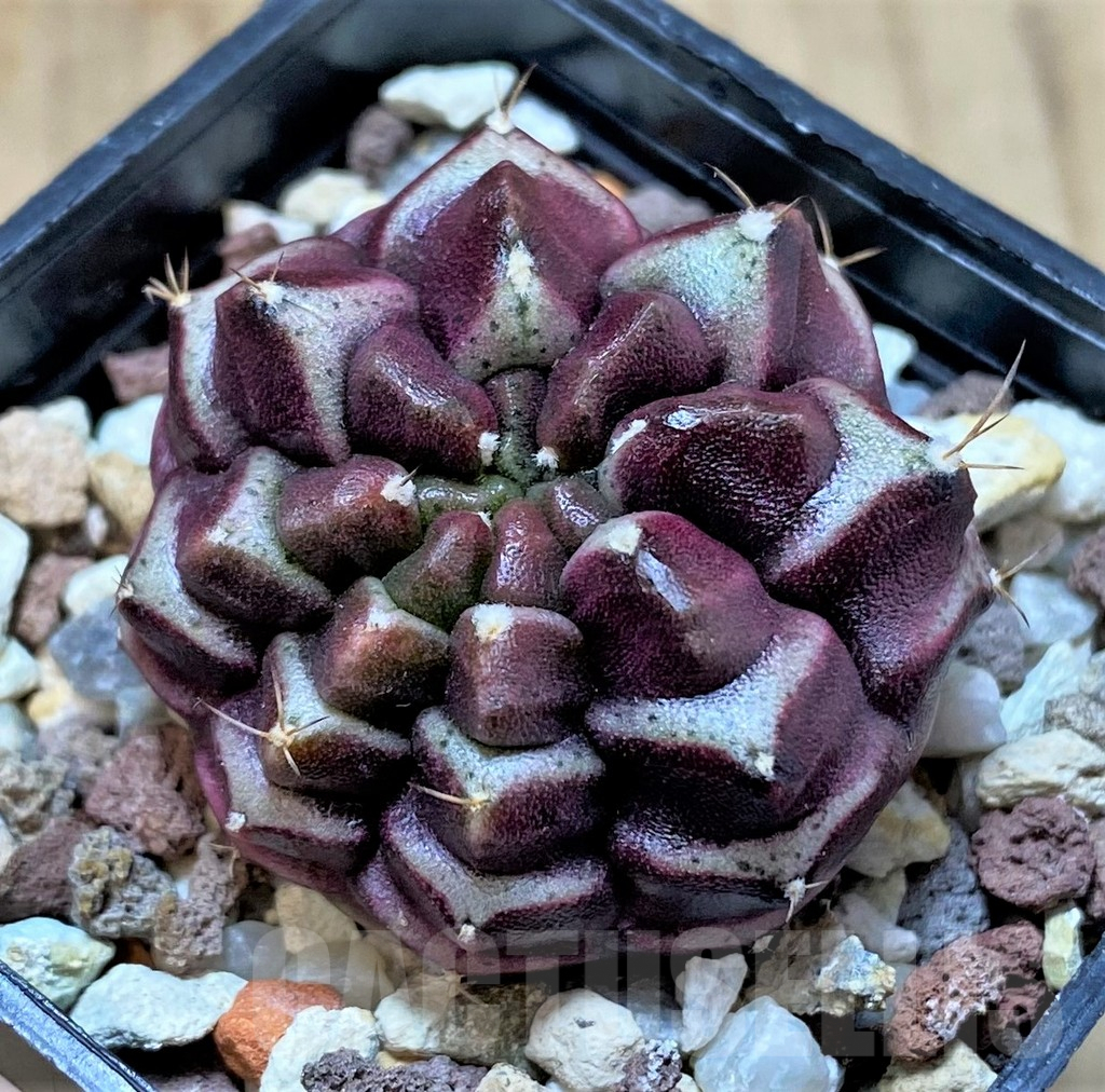 SHPR40386 Gymnocalycium mihanovichii ‘Day Dream’, seedling - Image 2