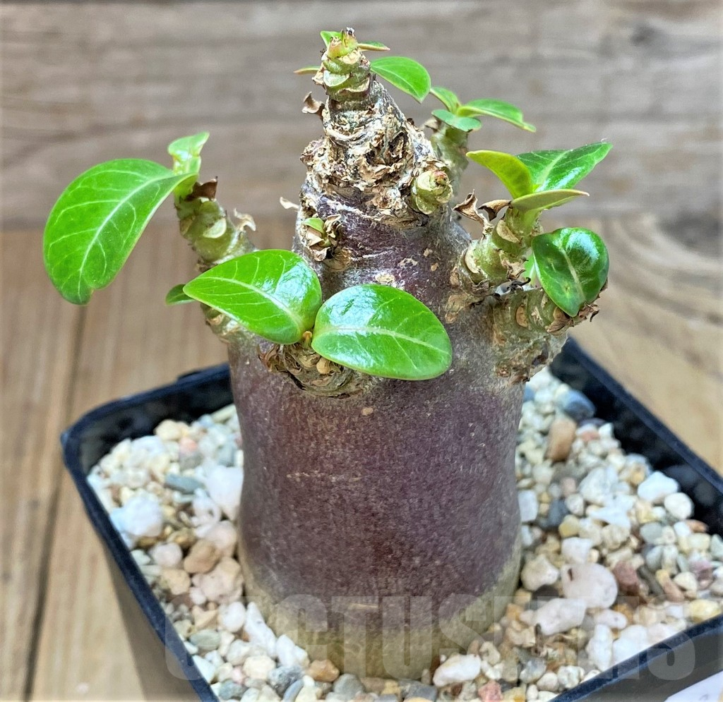 SHPR40362 Adenium arabicum ‘Black form’
