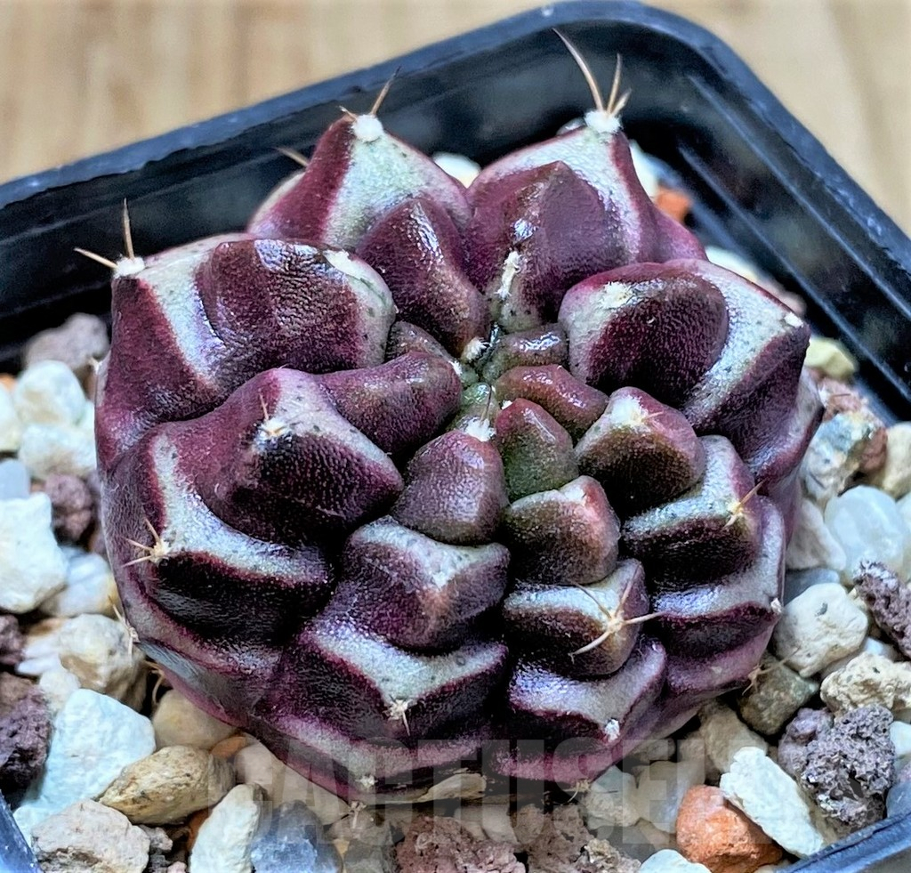 SHPR40386 Gymnocalycium mihanovichii ‘Day Dream’, seedling
