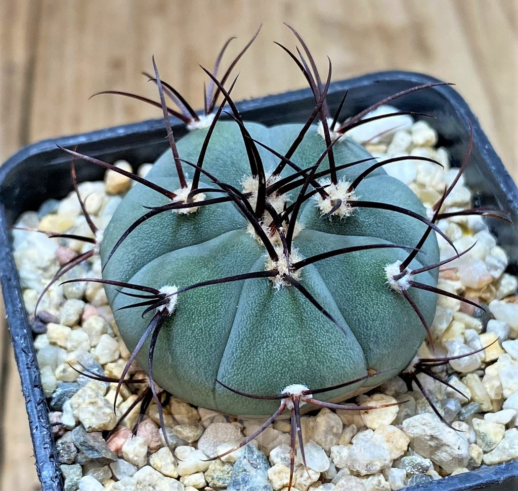 SHPR40387 Gymnocalycium cabreraense VoS 2122