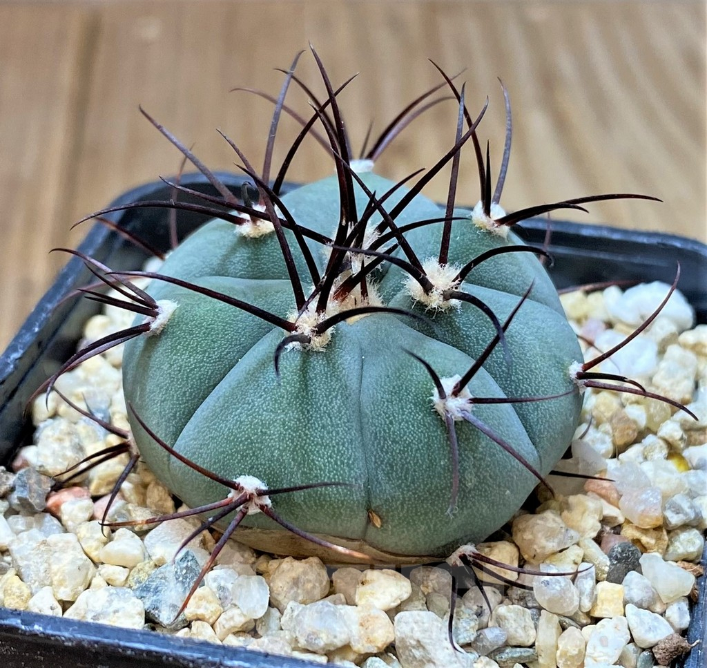 SHPR40387 Gymnocalycium cabreraense VoS 2122 - Image 2