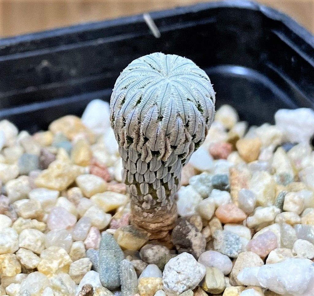 SHPR40390 Pelecyphora aselliformis LH1024 - Image 2