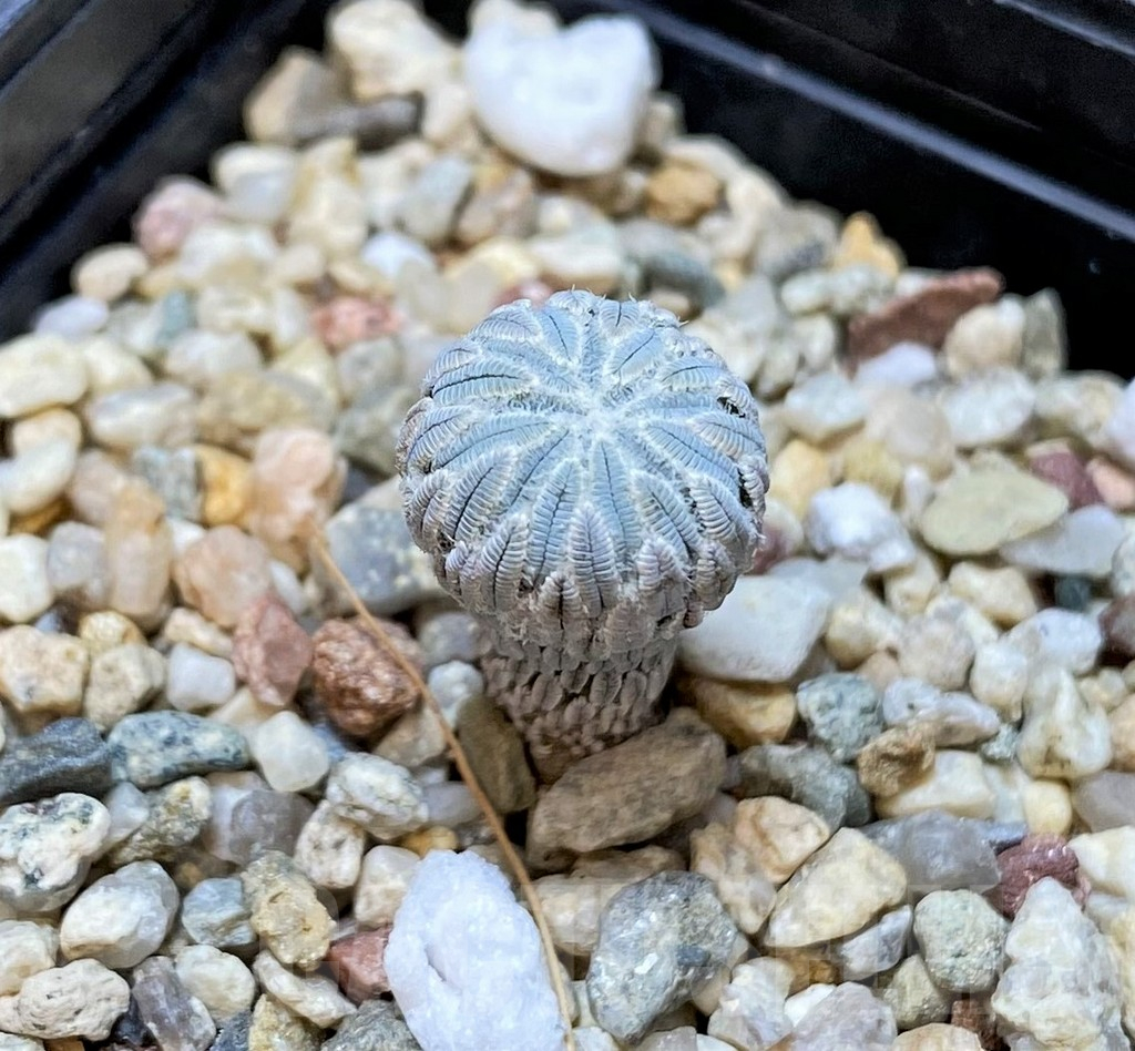 SHPR40391 Pelecyphora aselliformis LH1024
