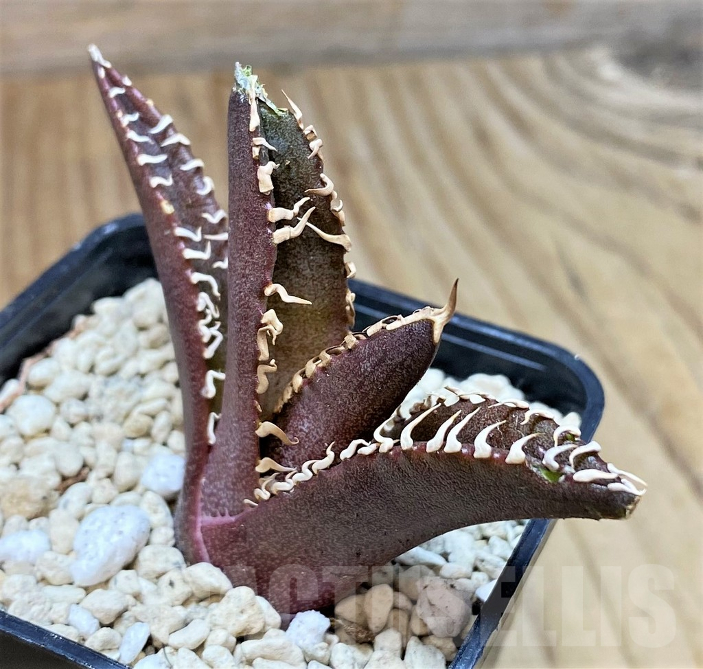 SHPR40450 Agave titanota ‘Red Catweazle’
