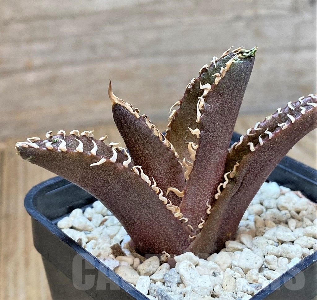 SHPR40450 Agave titanota ‘Red Catweazle’ - Image 2