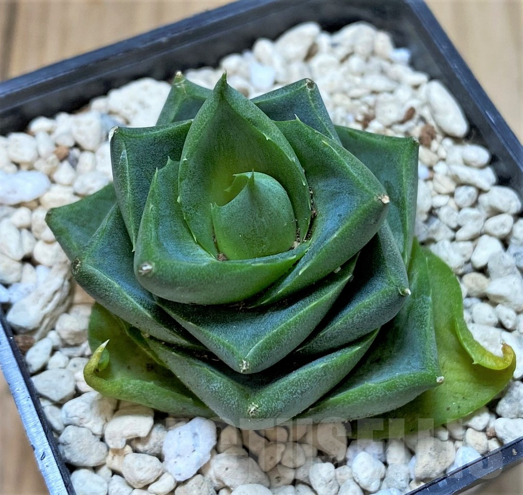 SHPR40453 Agave pixie - Image 2