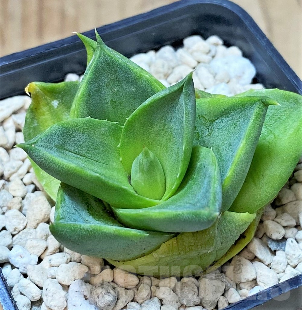 SHPR40454 Agave pixie - Image 2