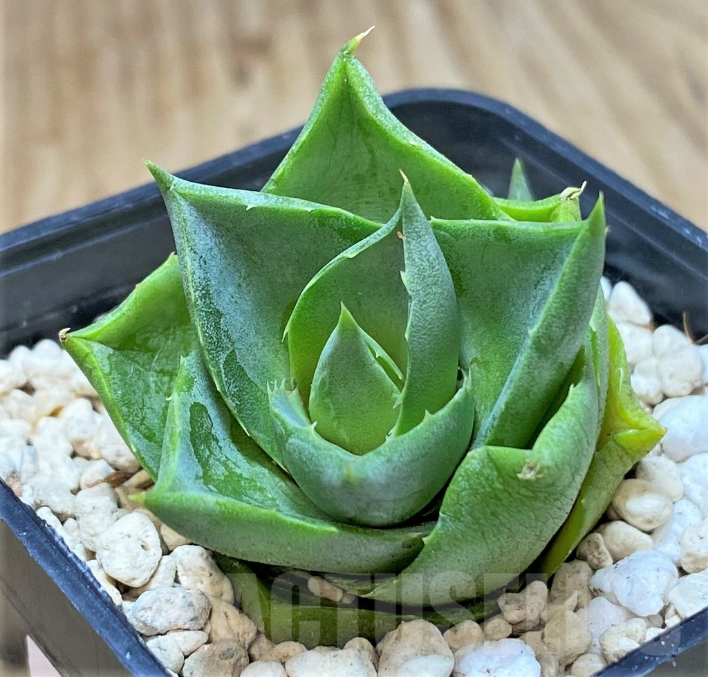 SHPR40455 Agave pixie - Image 2