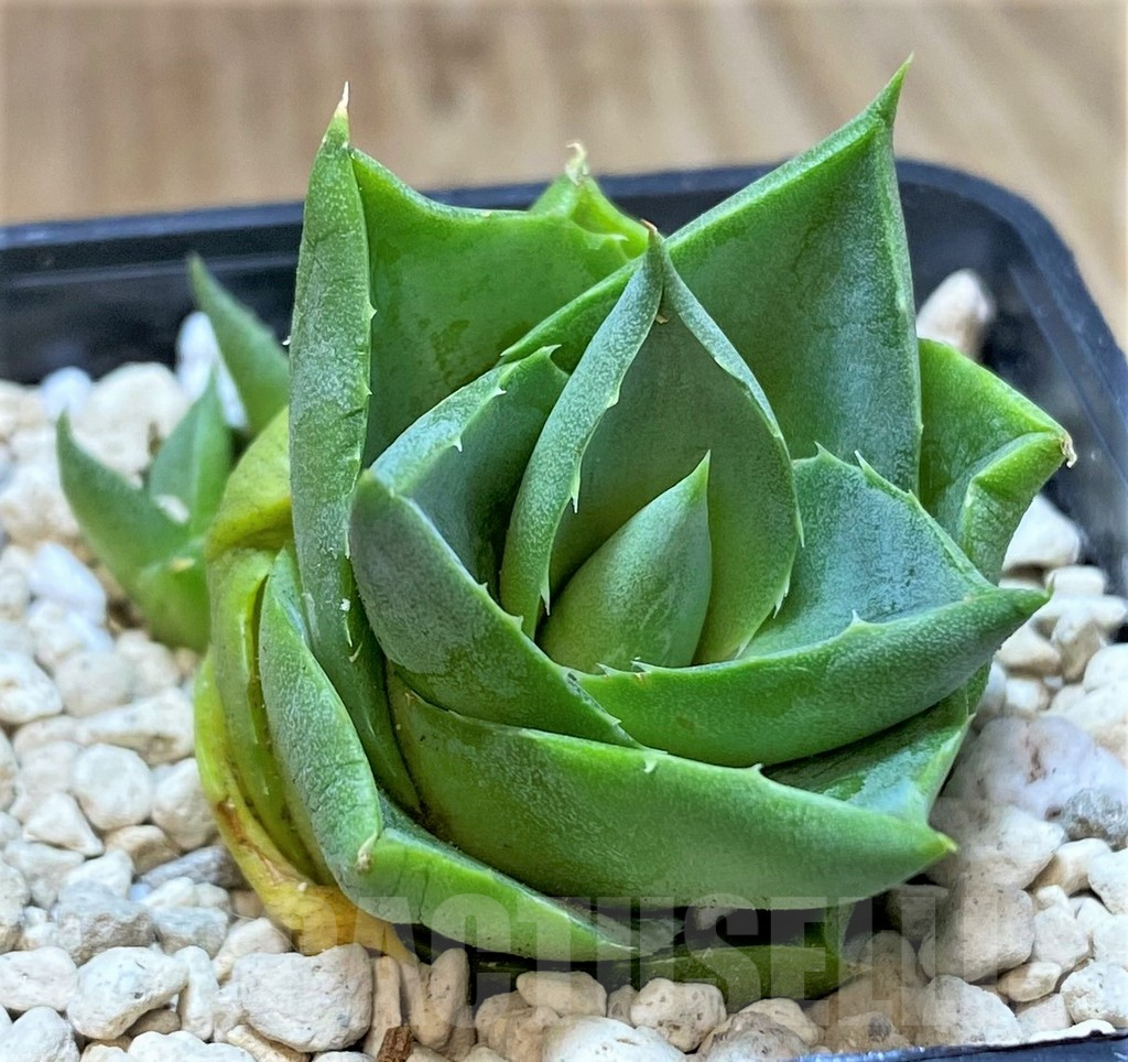 SHPR40455 Agave pixie