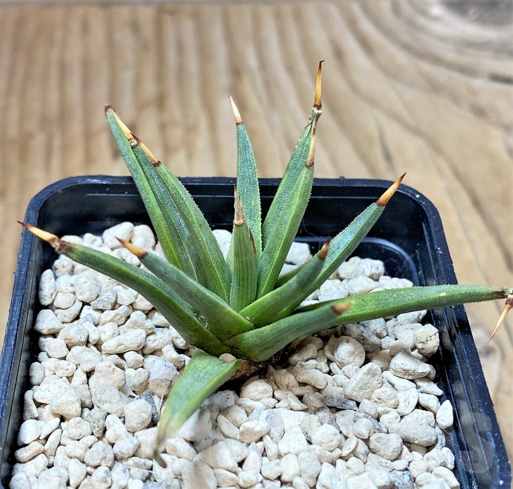 SHPR40456 Agave albopilosa - Image 2