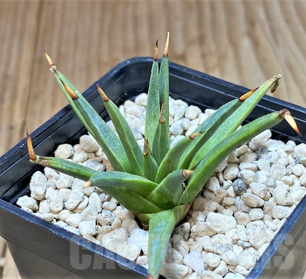 SHPR40456 Agave albopilosa