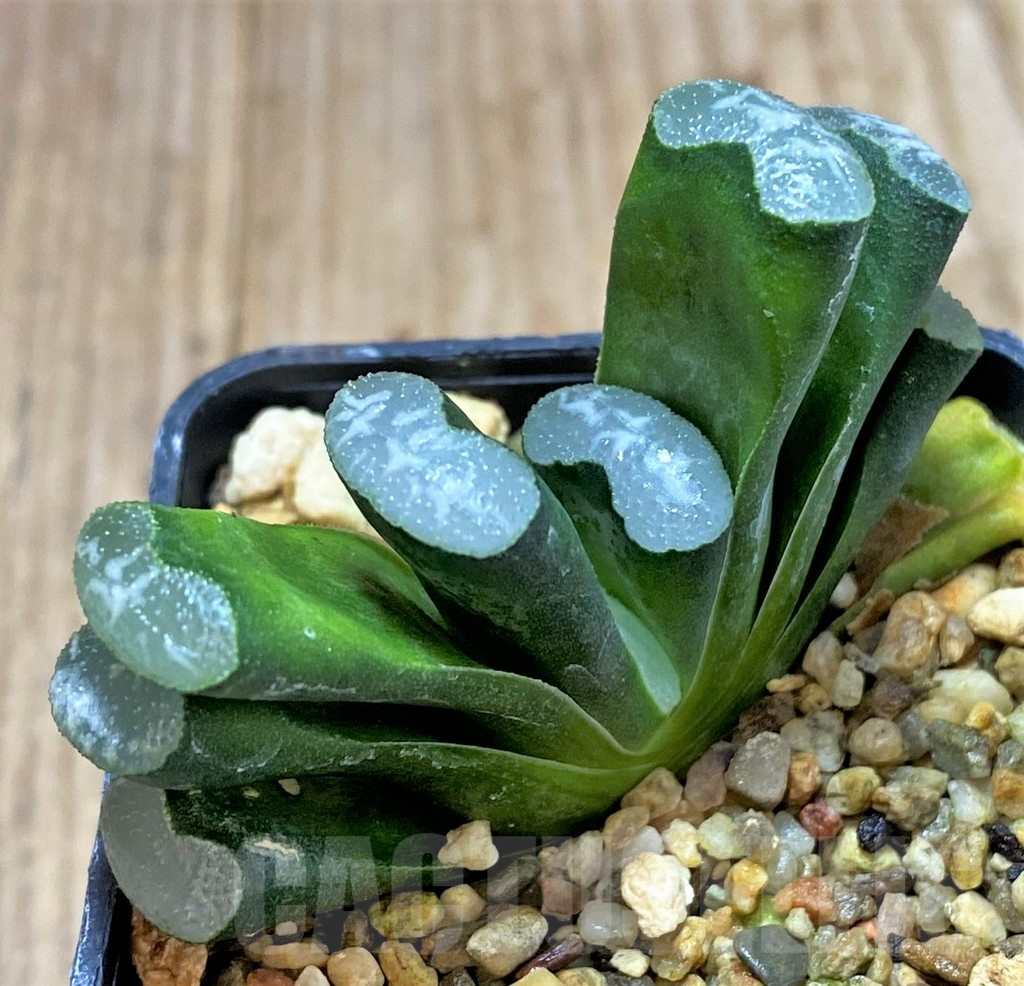 SHPR40421 Haworthia truncata 'White Form' -Japan- - Image 2