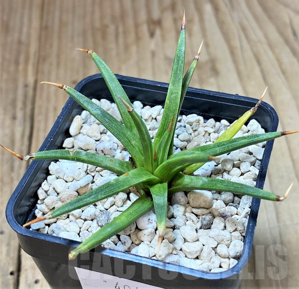 SHPR40457 Agave albopilosa - Image 2