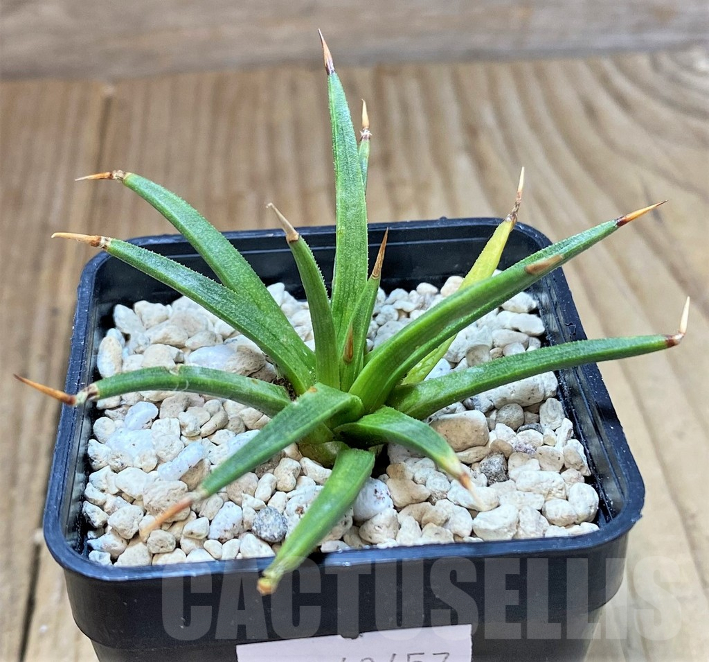 SHPR40457 Agave albopilosa
