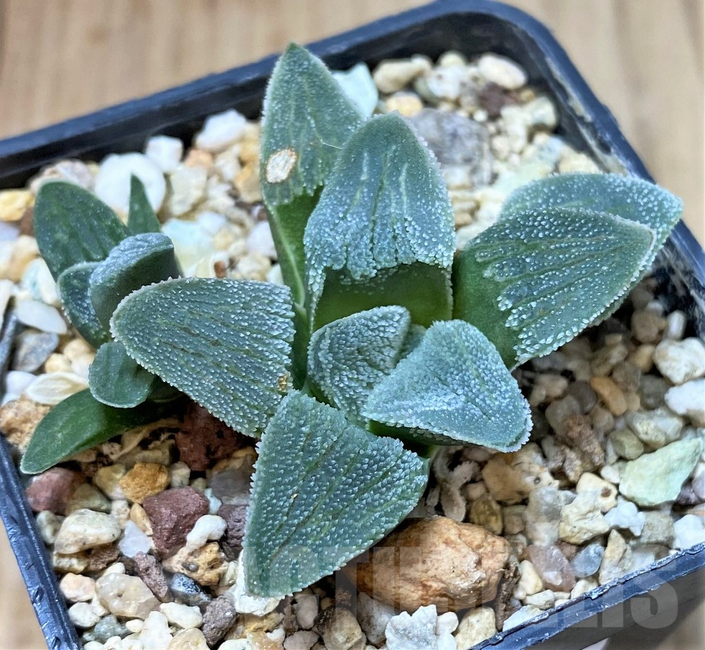 SHPR40462 Haworthia pygmaea f. crystallina SH - Image 2