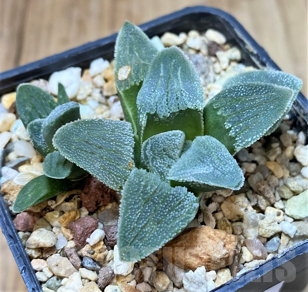 SHPR40462 Haworthia pygmaea f. crystallina SH