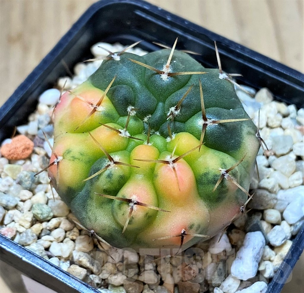 SH307 Gymnocalycium stellatum f. variegata - Image 2