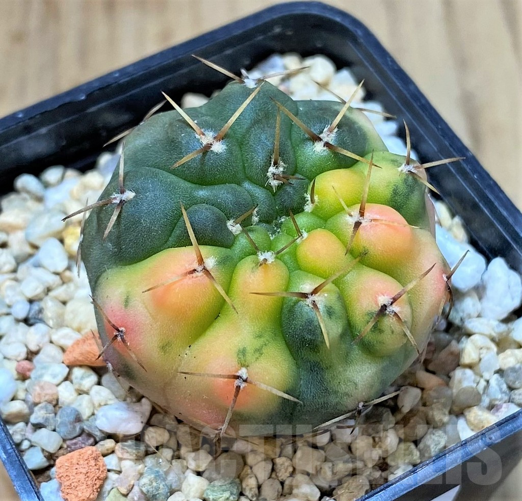 SH307 Gymnocalycium stellatum f. variegata