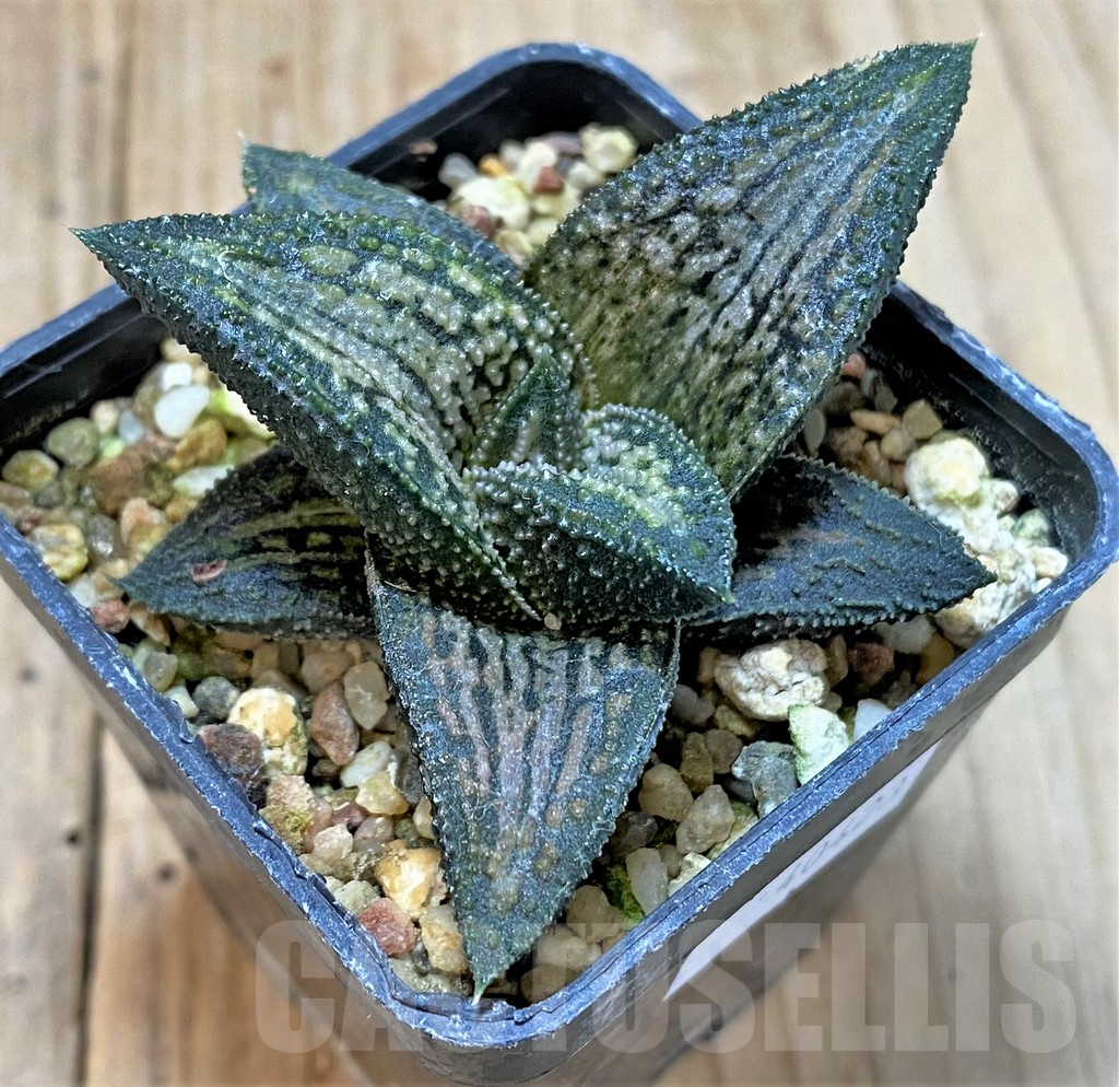 SHPR40423 Haworthia 'Kintaikyo', ex variegata