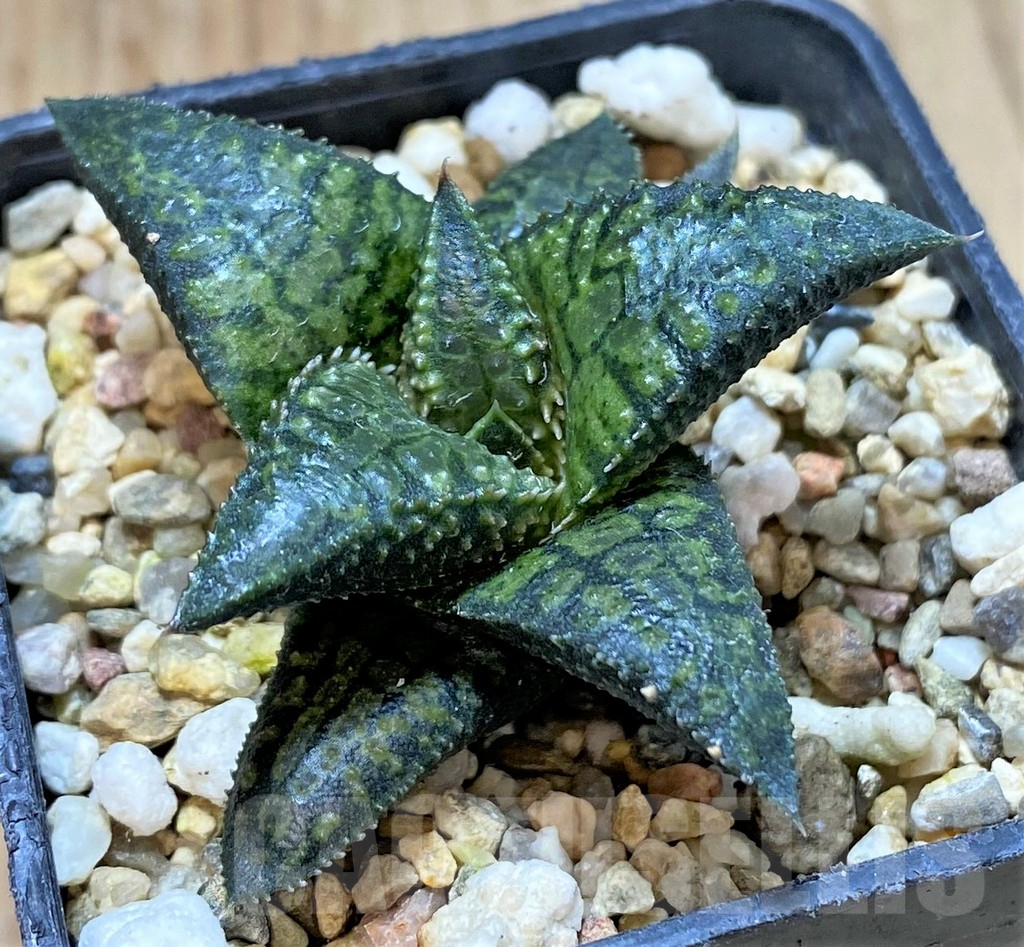 SHPR40429 Haworthia tesselata x koelmaniorum 'Urocomado' type1 - Image 2