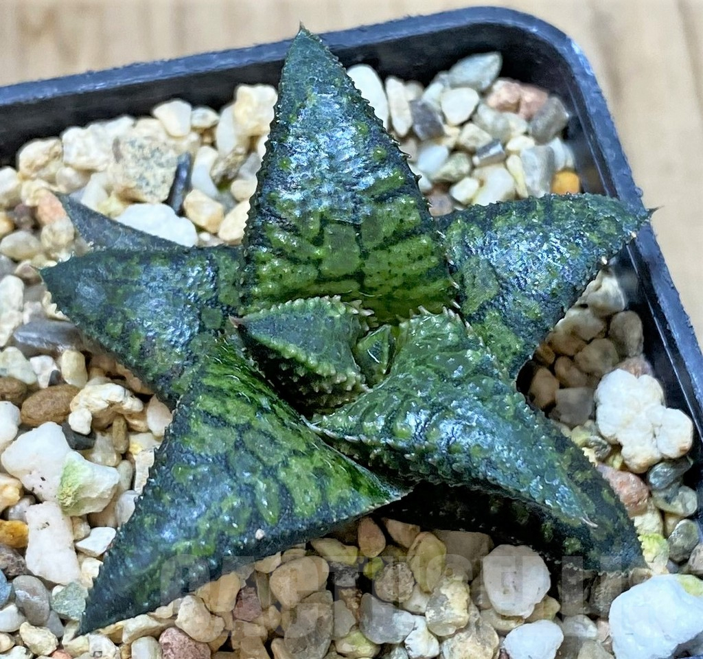 SHPR40429 Haworthia tesselata x koelmaniorum 'Urocomado' type1