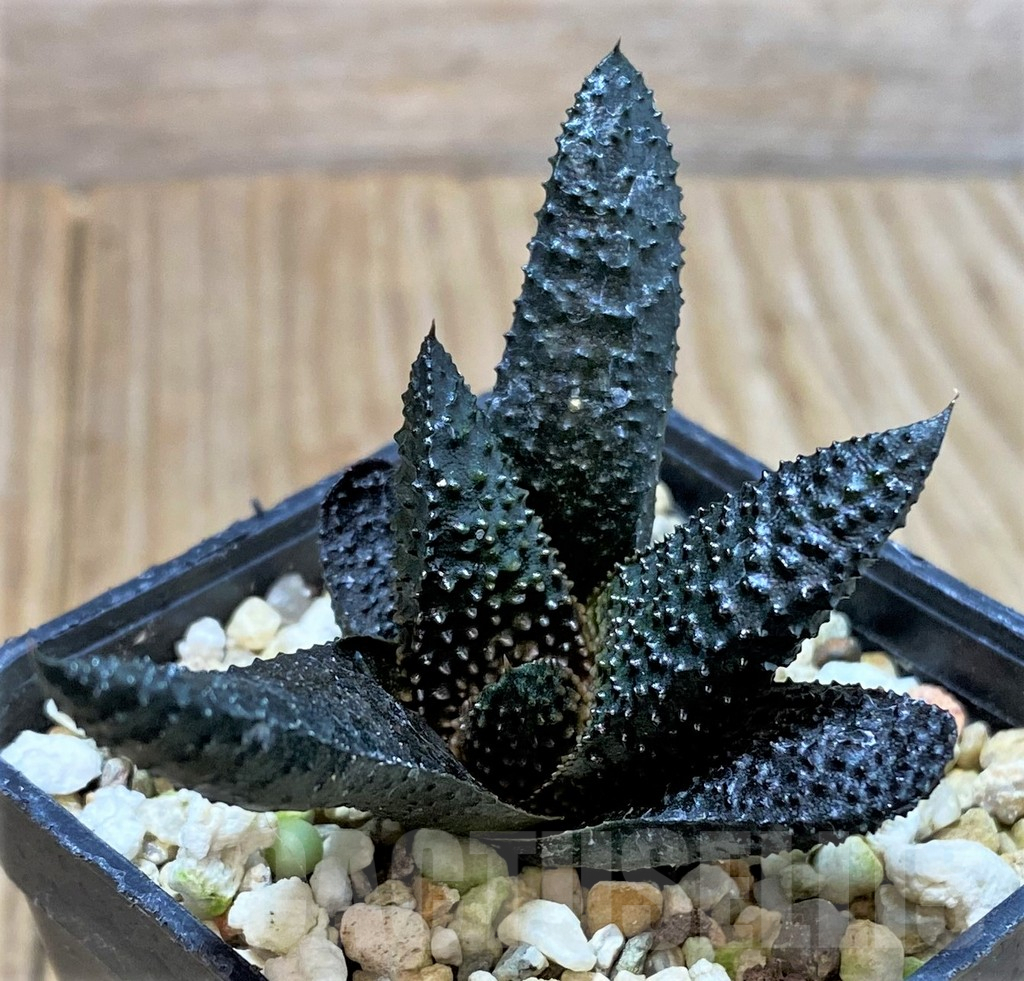 SHPR40419 Haworthia scabra - Image 2