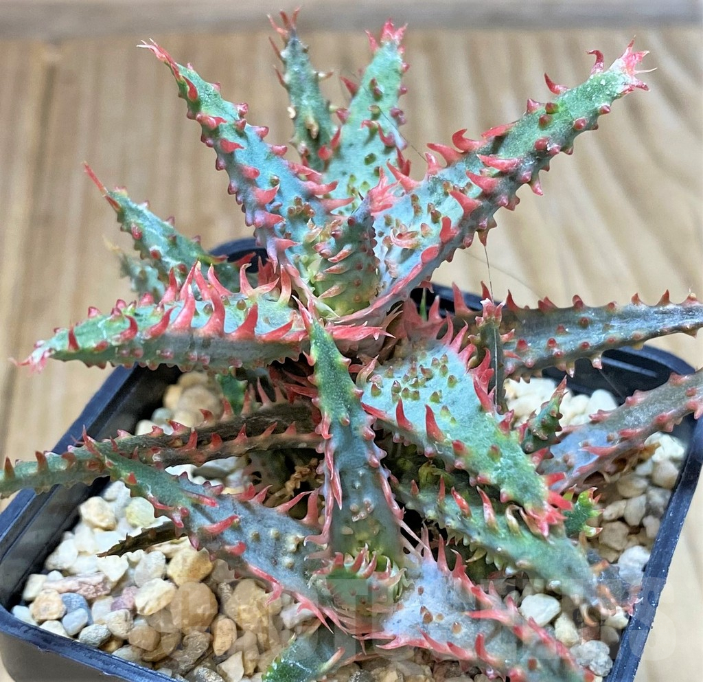 SHPR40435 Aloe TCT hybrid - Image 2