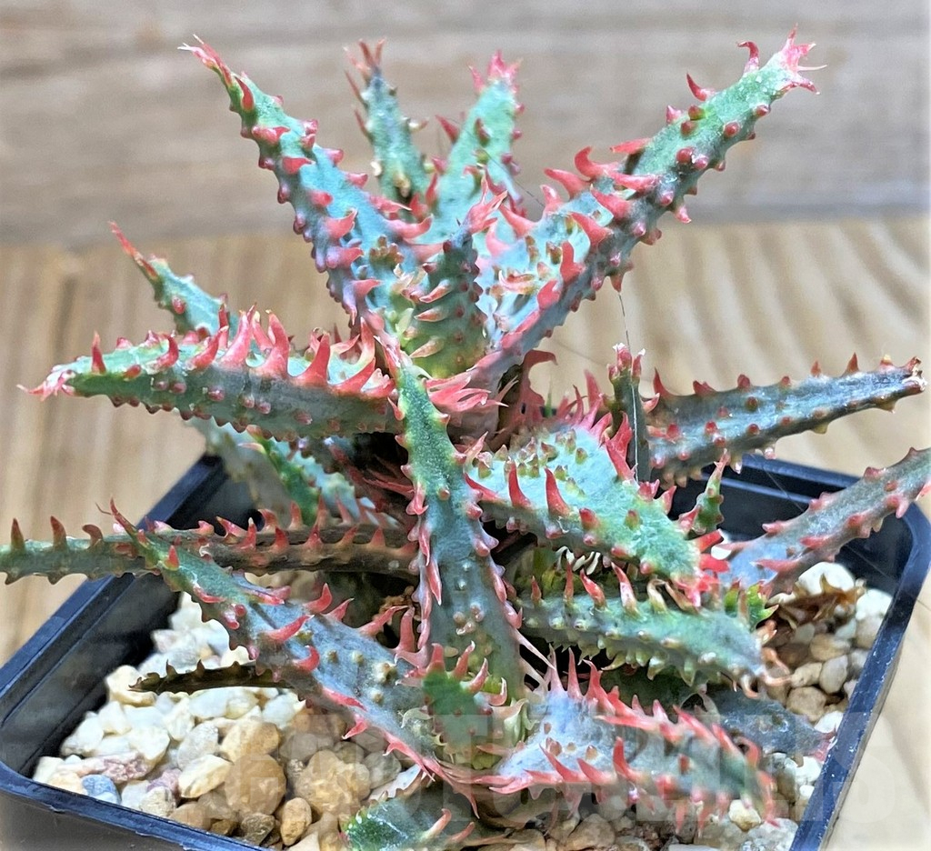 SHPR40435 Aloe TCT hybrid
