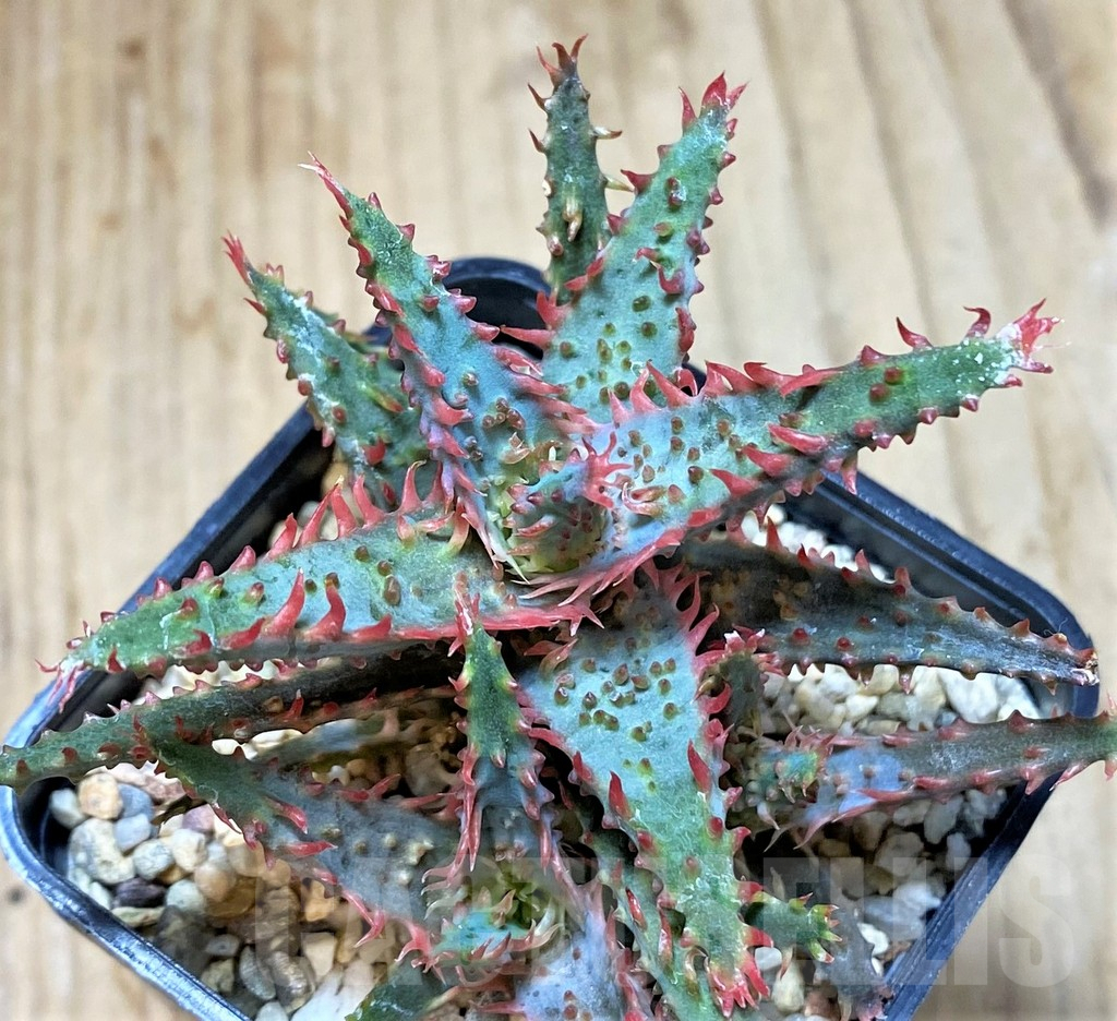 SHPR40435 Aloe TCT hybrid - Image 3