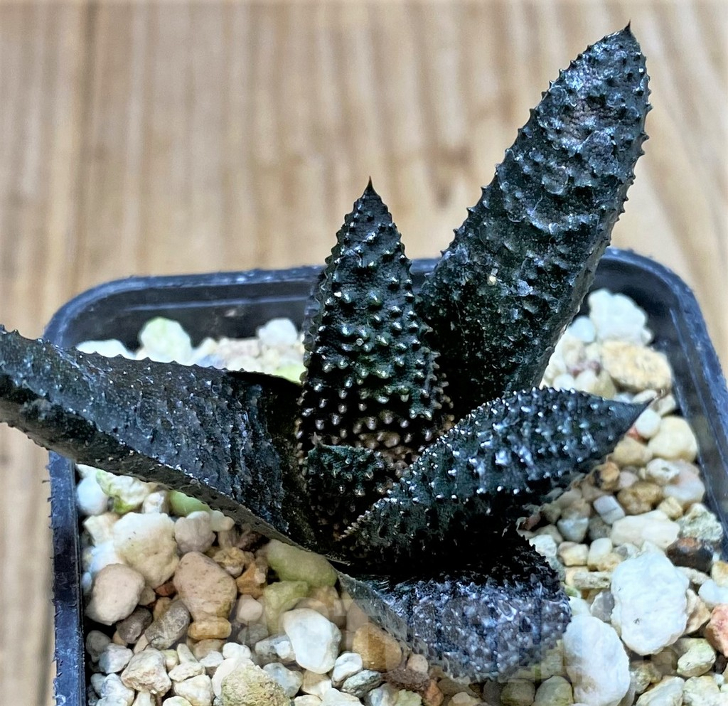 SHPR40419 Haworthia scabra