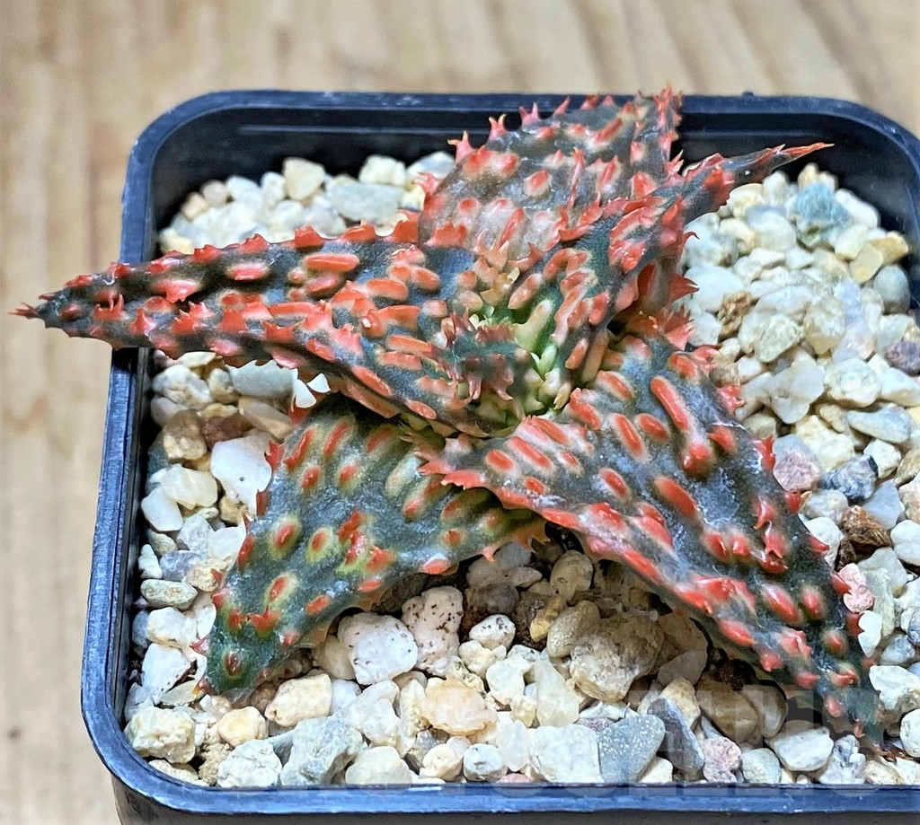 SHPR40441 Aloe TCT hybrid - Image 2