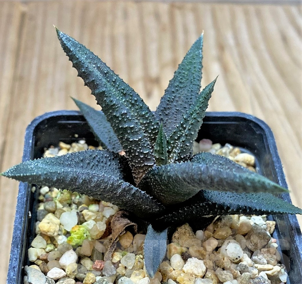 SHPR40420 Haworthia 'Kintaikyo' x radula - Image 2