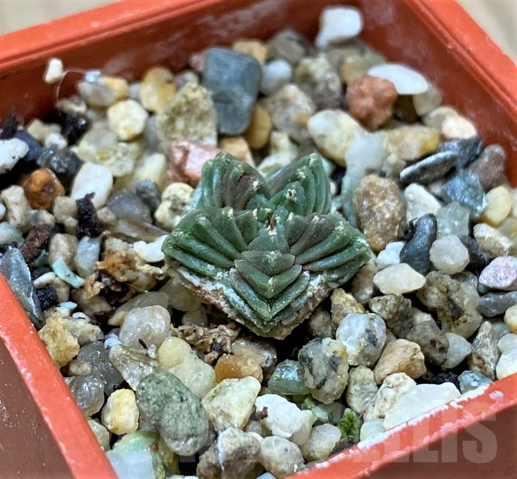 SHPR40448 Aztekium valdezii VM1040